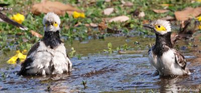 Black-collared Starling