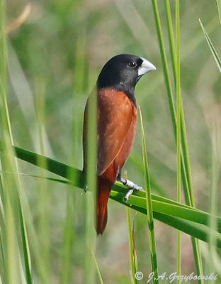 Chestnut Munia