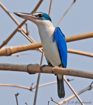 Collared Kingfisher