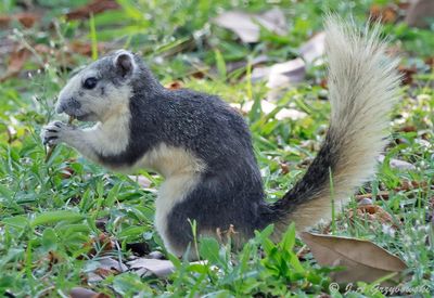 Thailand Mammals