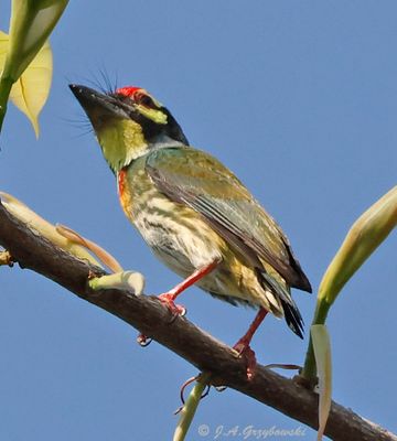 Coppersmith Barbet