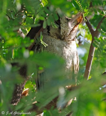 Owls
