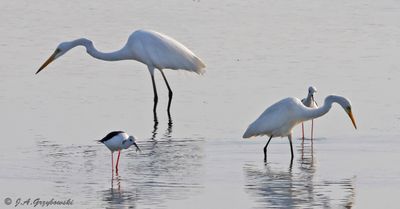 Great Egret and Medium Egret