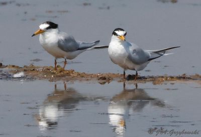 Terns