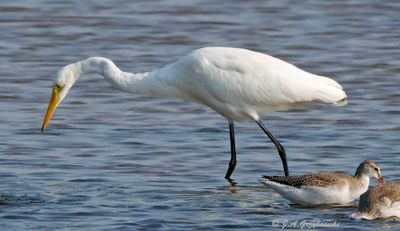 Medium Egret