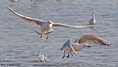 Slender-billed Gull