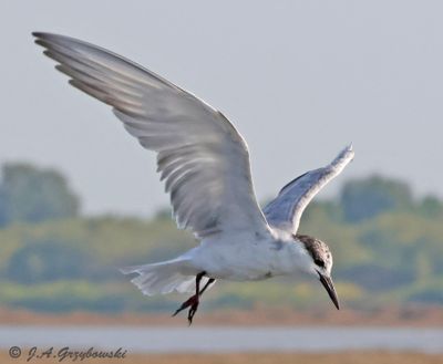 Whiskered Tern