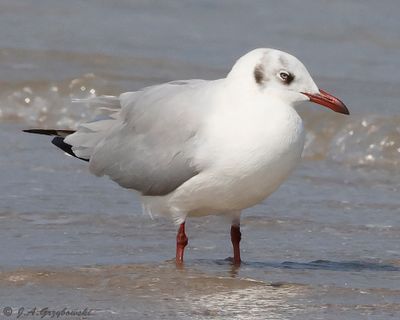 Brown-hooded Gull