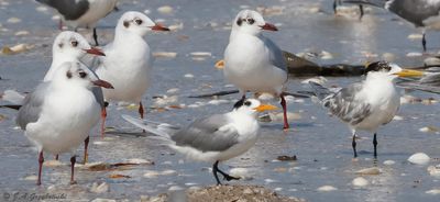 Brown-hooded Gull and Lesser Crested Tern