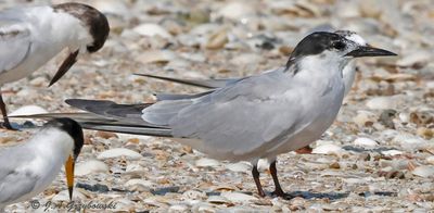 Common Tern