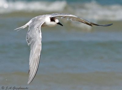 Terns