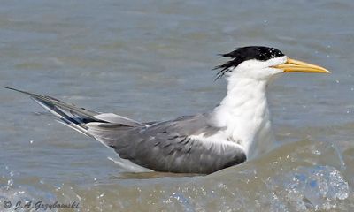 Great Crested Tern
