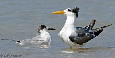 Common Tern and Great Crested Tern