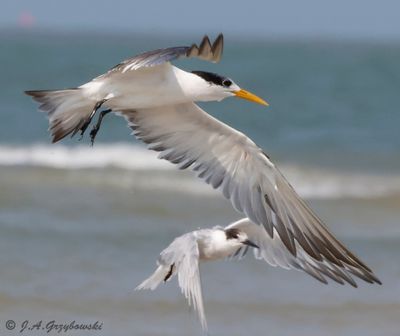 Thailand Gulls and Terns