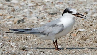 Terns