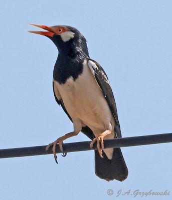 Asian Pied Starling