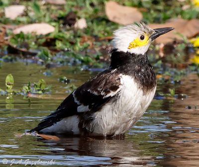 Black-collared Starling