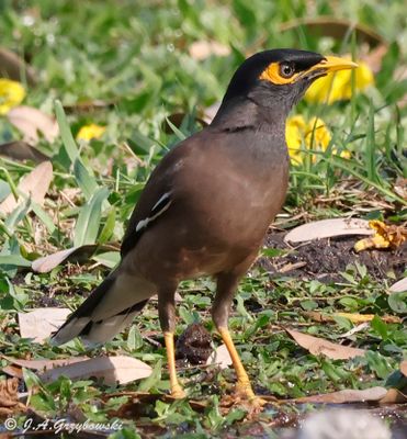 Common Myna
