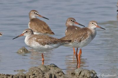 Common Redshank