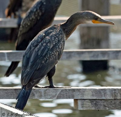Indian Cormorant