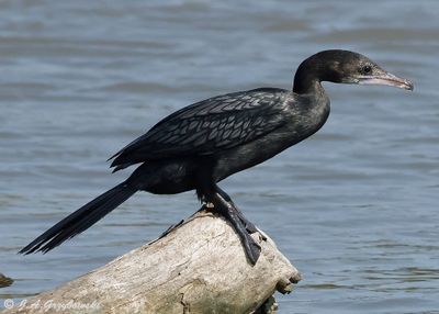 Little Cormorant