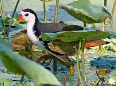 White-breasted Waterhen