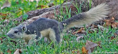 Thailand Mammals