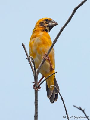 Asian Golden Weaver