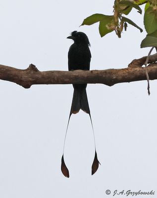 Greater Racket-tailed Drongo