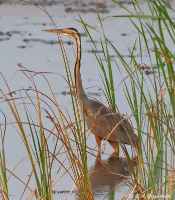 Thailand Herons, Storks and Cranes