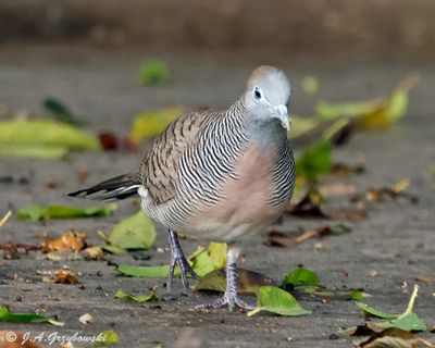 Zebra Dove
