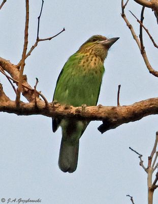 Green-eared Barbet