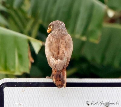 Thailand birds selection by group