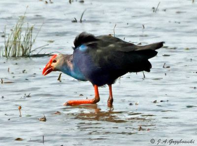 Grey-headed Swamphen