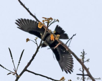 Black Baza