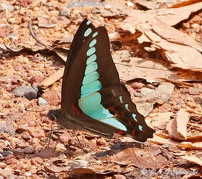 butterfly