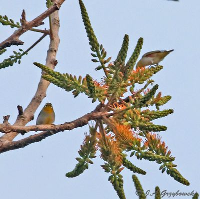 Hume's and Chestnut-flanked White-eyes