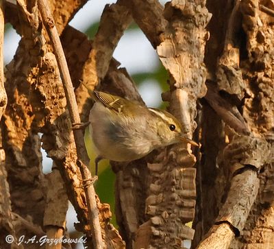 Claudia's Warbler