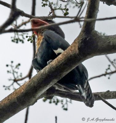 Dusky Broadbill