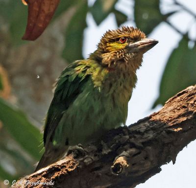 Green-eared Barbet