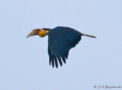 Wreathed Hornbill