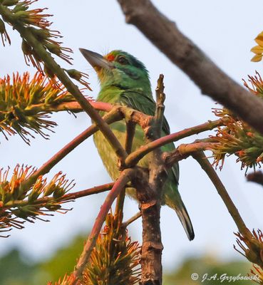Moustached Barbet