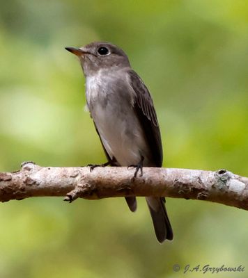 Asian Brown Flycatcher