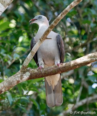 Khao Yai NP