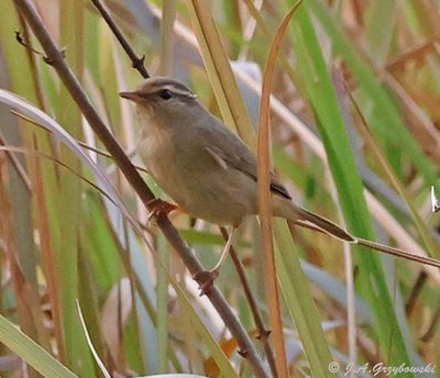 Thailand birds selection by group