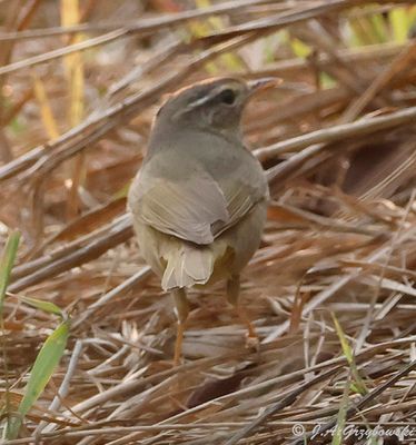 Radde's Warbler