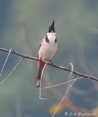 Thailand birds selection by group