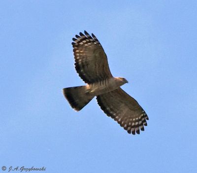 Thailand birds selection by group