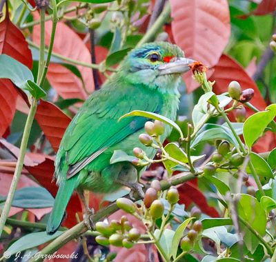 Thailand birds selection by group