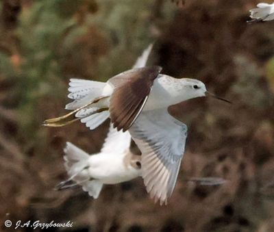 Marsh Sandpiper